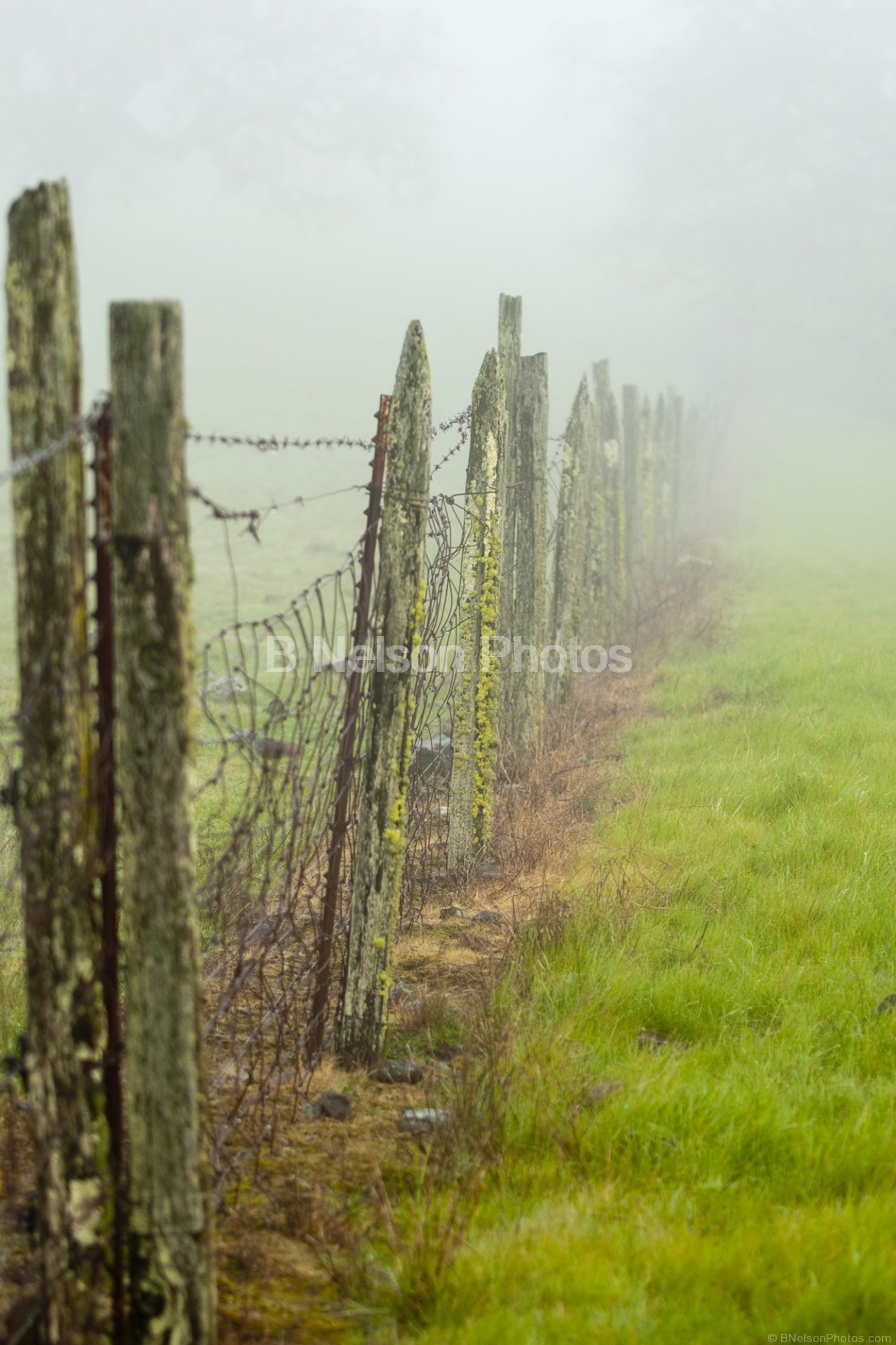 Fence line into the fog