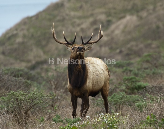 Tule Elk Looks down on us
