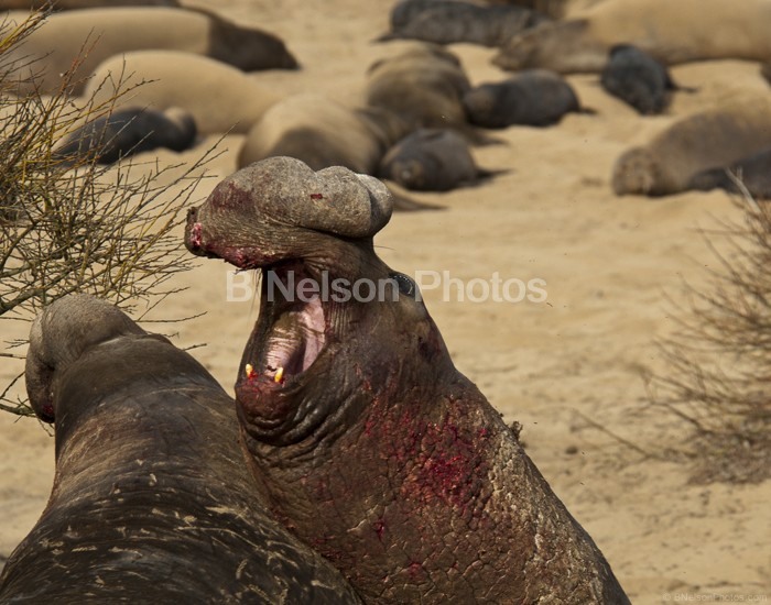 Alpha Male Elephant Seal