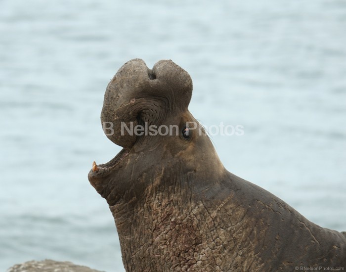 Male Elephant Seal  