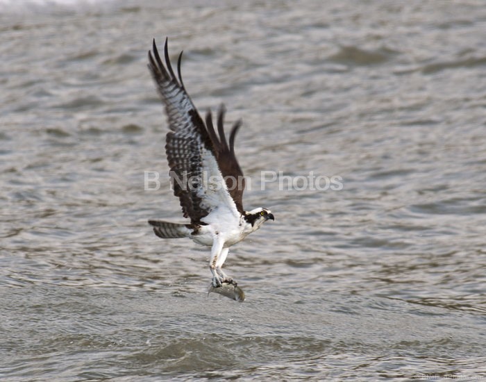 Osprey with Catch