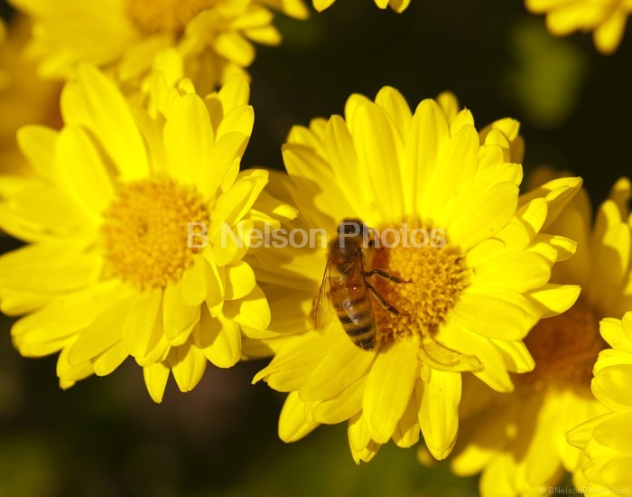 Bee on Chrysanthemum