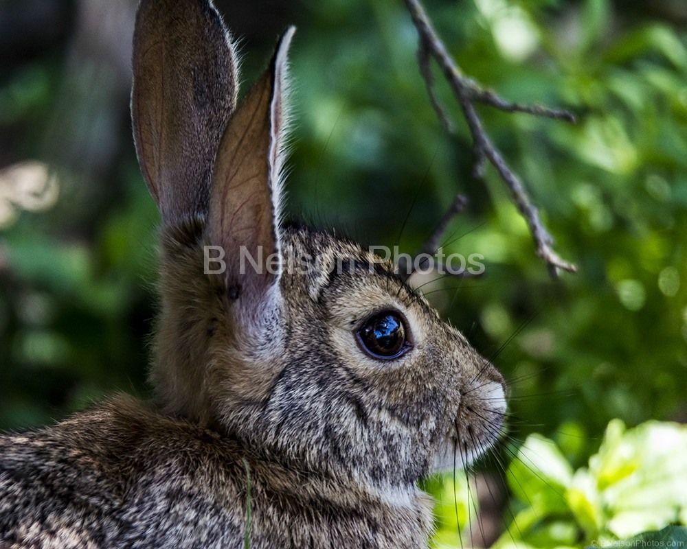 Cotton Tail at the Preserve