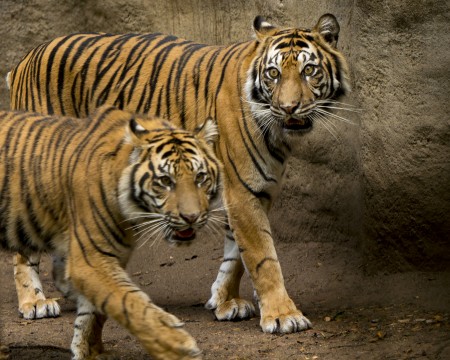 Bengal Tigers 