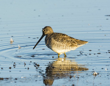 Long-billed Dowitcher