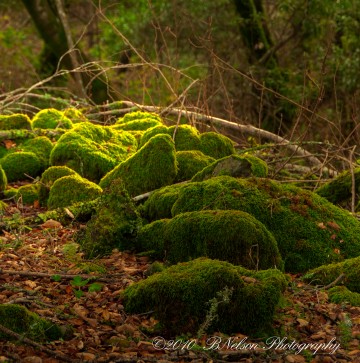 Enchanted Moss Village 