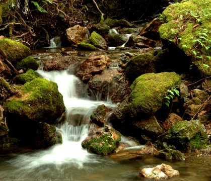 Armstrong Redwood Stream 