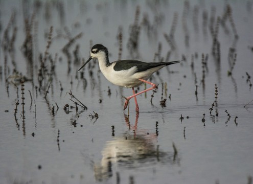 Black Necked Stilt