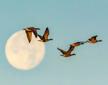 Canada Geese at Moon Set