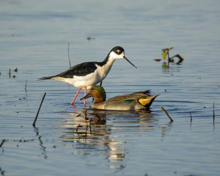 Green Winged Teal and Stilt