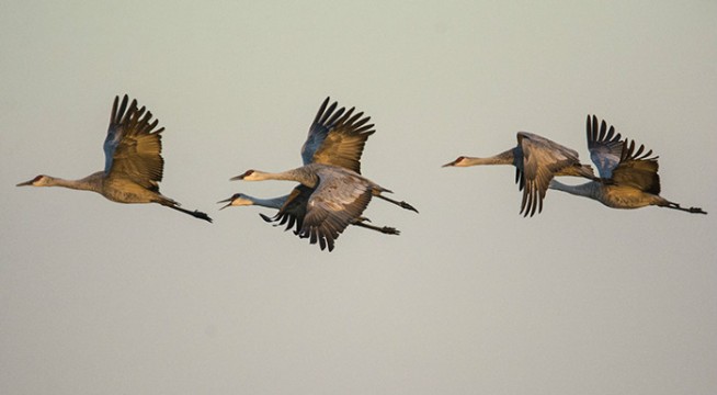 Cranes in a row