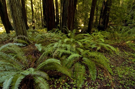 Ferns on Forest Floor