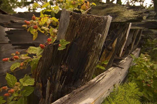 Bodega Bay Shipwreck