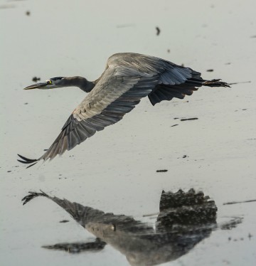 Great Blue Heron in flight