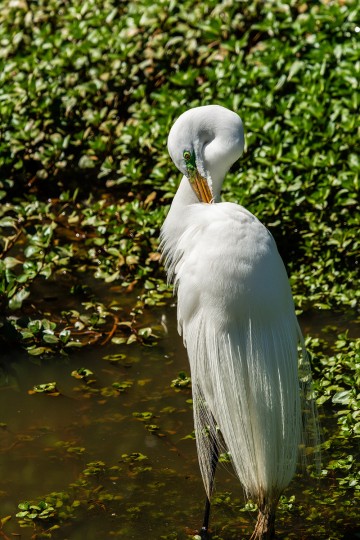 EGRET FULL BODY
