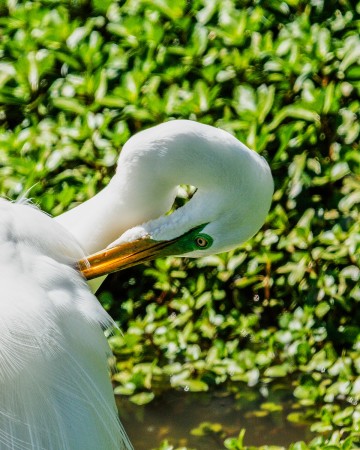 EGRET  