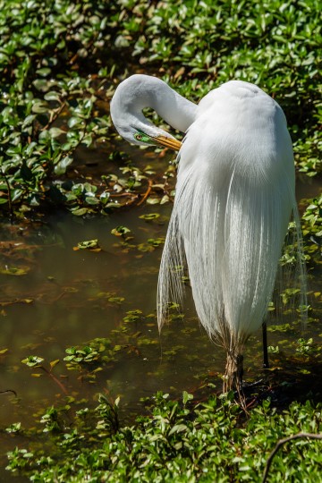EGRET HEADSHOT BEST