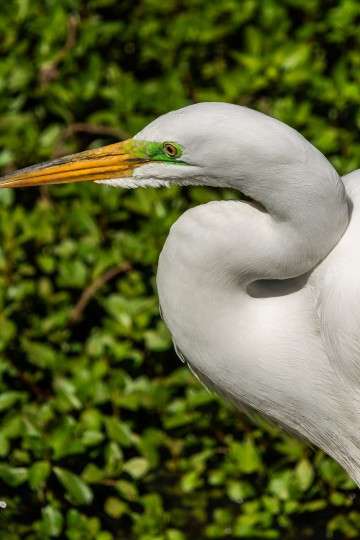 EGRET HEAD SHOT