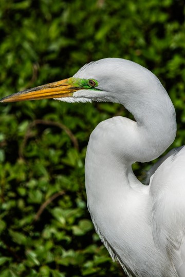 EGRET HEAD SHOT 