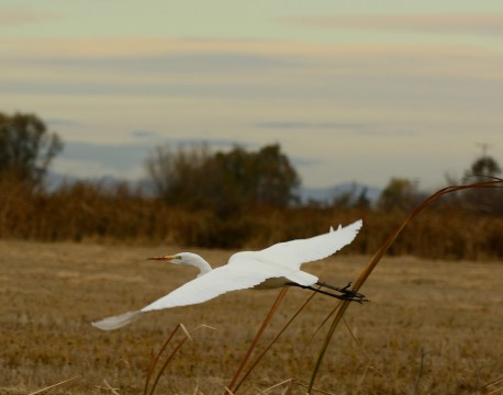 Egret in Flight    