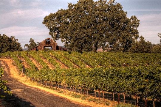 Evening Vineyard  