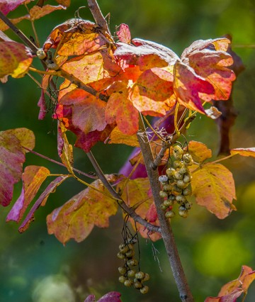 Fire and Pain Poison Oak