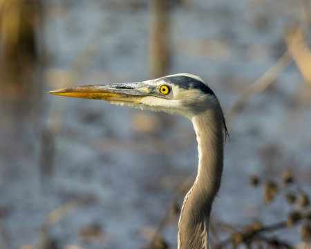 GBH head shot