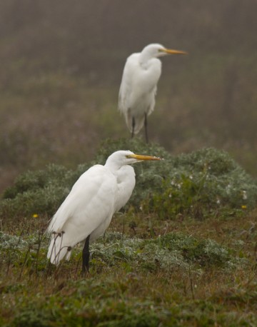 Gazing Egrets  