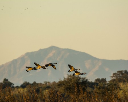 Geese in front of Mount Diablo