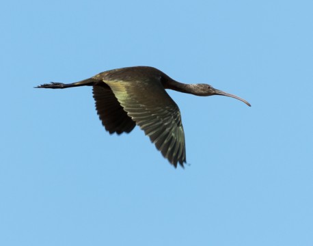 Glossy Ibis  11x14  