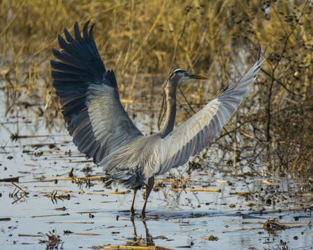 Great Blue Heron wingspread