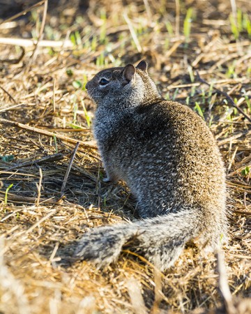 Ground Squirrel waiting for Date with Hawk