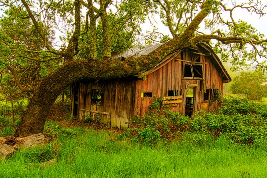 Oak Tree Over Building