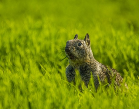 Hungry Squirrel