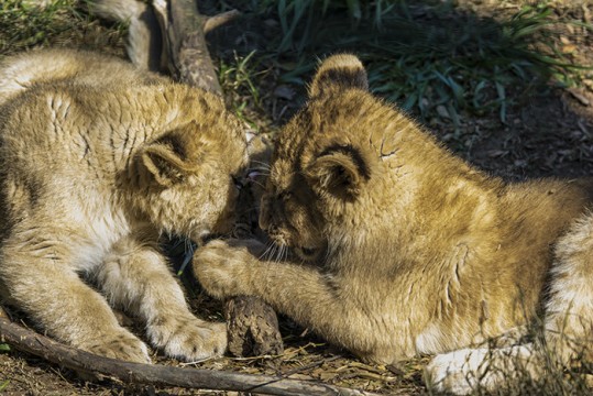 Lion Cubs at Play