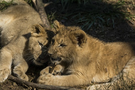 Lion Cubs at Play 2