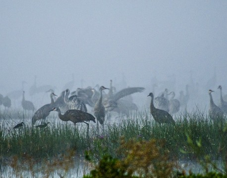 Misty Sandcranes