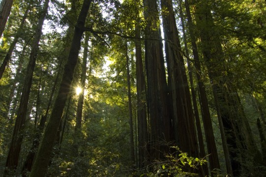 Morning Light in Forest  