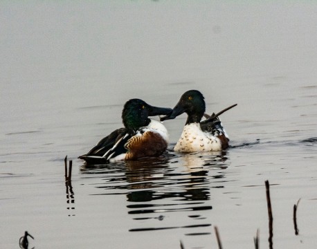 Northern Shovelers Pairing off