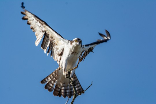OSPREY  
