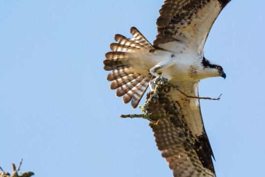 OSPREY  