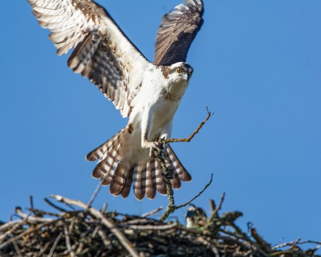 OSPREY  with nesting material 