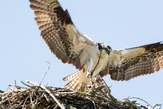 OSPREY  