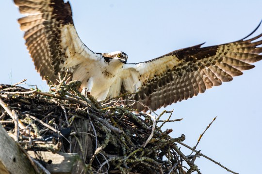 OSPREY  