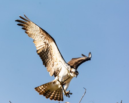 OSPREY  