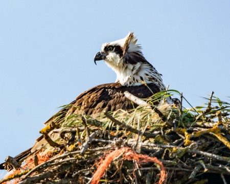 OSPREY IN NEST copy