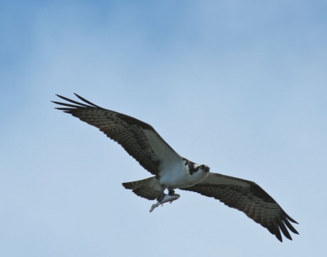 https://bnelsonphotos.com/gallery/41/thumbs/Osprey%20with%20catch3%20700.jpg