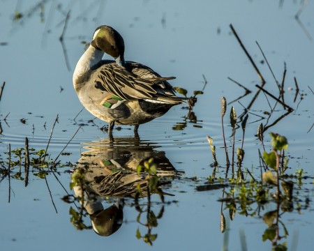 Pintail at CRP preening