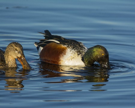 Northern Shovelers feeding