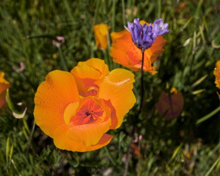 Poppies with dew